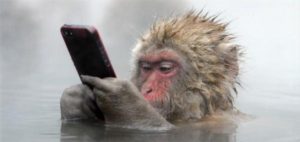 monkey mobile phone bath hot spring