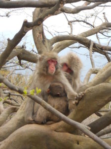 monkeys arashiyama park family