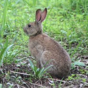 The Japanese hare's brown fur changes to white during the winter of some regions of Japan. 