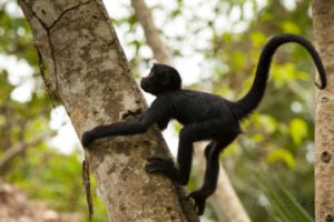 boaby monkey climb tree