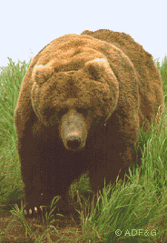 An Alaskan Brown Bear, a relative of the Ussuri Brown Bears of Japan. 