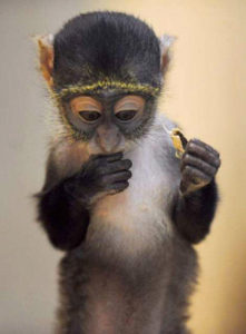 monkey baby eat chestnut