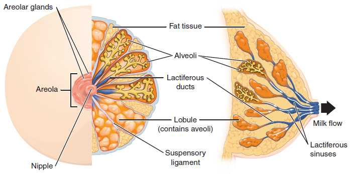Breast anatomy diagram