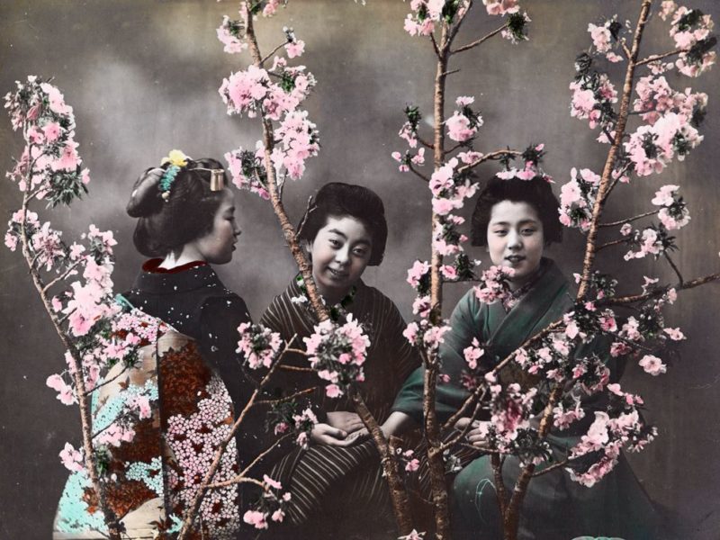 Japanese women with cherry blossoms