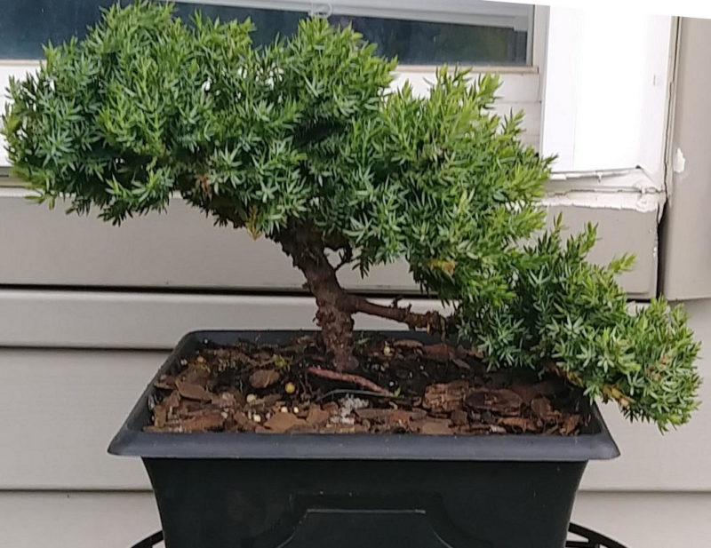 The hobby of growing bonsai trees teaches many lessons