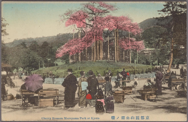 Cherry blossom Maruyama Park at Kyoto