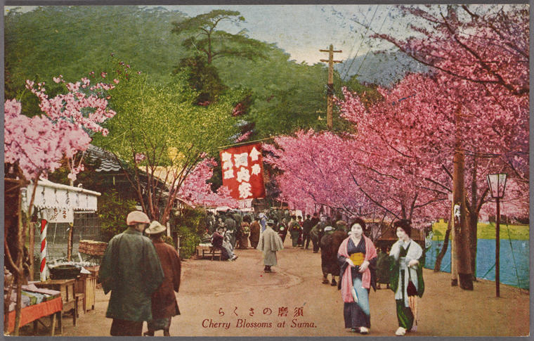 Cherry blossom at Suma