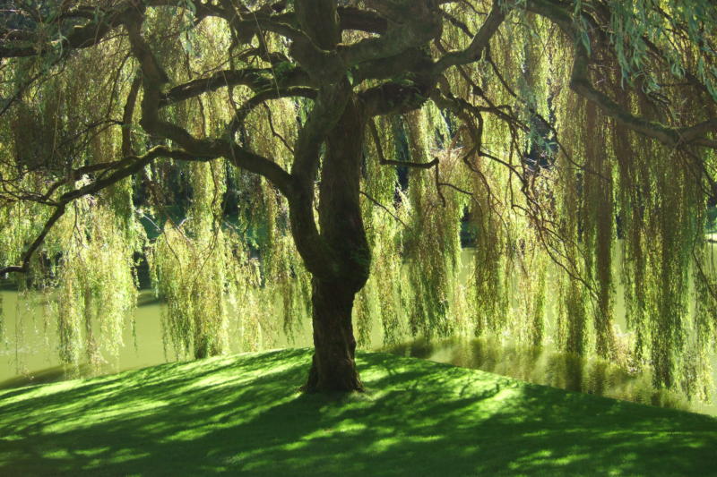willow wife tree